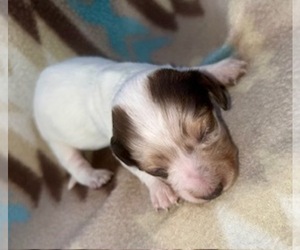 Dachshund Puppy for sale in LAWRENCEBURG, TN, USA