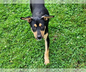 Mutt Dogs for adoption in Marine City, MI, USA