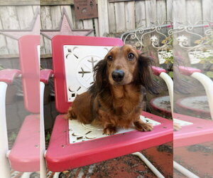 Louella - Female Dachshund Dog for Adoption - Photo #6