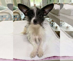 Chihuahua-Unknown Mix Dogs for adoption in Benton, LA, USA