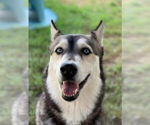 Siberian Husky Dogs for adoption in Riverside, CA, USA