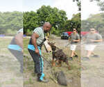 Small #17 Doberman Pinscher