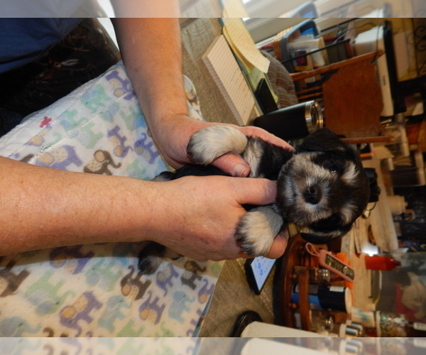 Medium Photo #3 Schnauzer (Miniature) Puppy For Sale in ROCKINGHAM, NC, USA