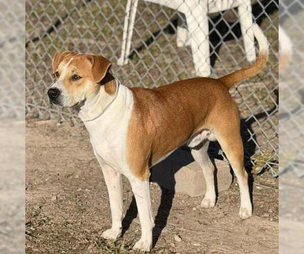 Medium Photo #1 Mutt Puppy For Sale in Conroe, TX, USA