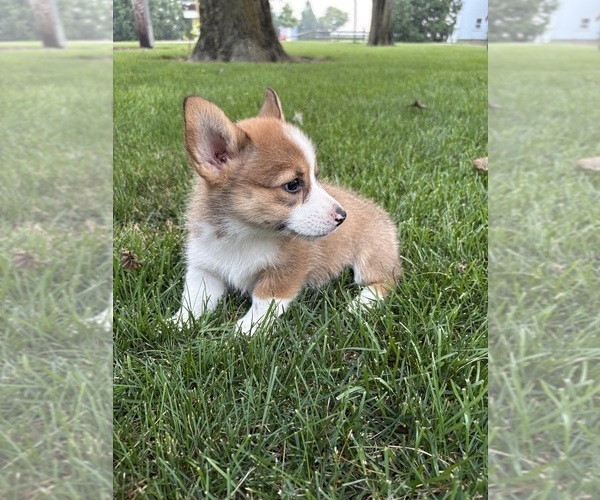 Medium Photo #15 Pembroke Welsh Corgi Puppy For Sale in MILFORD, IN, USA