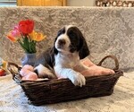 Small #2 English Springer Spaniel