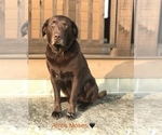 Small Photo #1 Labrador Retriever Puppy For Sale in HARRISON, AR, USA