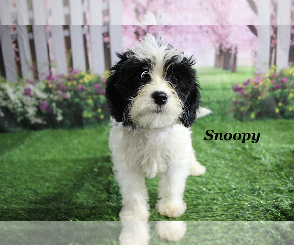 Medium Photo #16 Cavapoo Puppy For Sale in CHANUTE, KS, USA