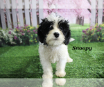 Small #15 Cavapoo