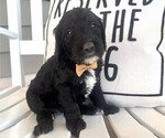 Litter of 9 - Male(s) and Female(s) LabradoodleLitter of Puppies for Sale - Small photo