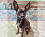 Small #1 Chihuahua Mix