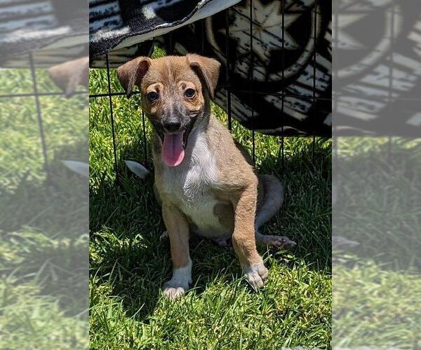 Medium Photo #3 Chihuahua-Unknown Mix Puppy For Sale in San Bernardino, CA, USA