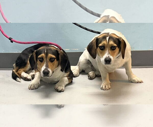 Medium Photo #1 Bagle Hound Puppy For Sale in Pryor, OK, USA