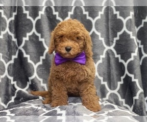 Poodle (Miniature) Puppy for sale in LAKELAND, FL, USA