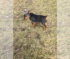 Yorkshire Terrier Puppy for sale in NEENAH, WI, USA