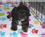 Small Photo #15 Poovanese Puppy For Sale in ORO VALLEY, AZ, USA