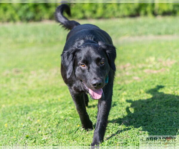 Medium Photo #2 Labrador Retriever-Unknown Mix Puppy For Sale in Clovis, CA, USA