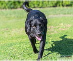 Small #1 Labrador Retriever Mix