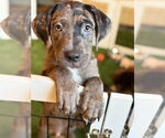 Small #3 Catahoula Leopard Dog Mix