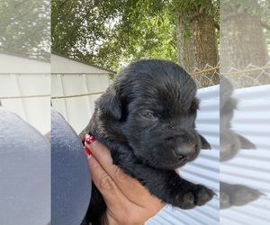 Labrador Retriever Puppy for sale in OSYKA, MS, USA