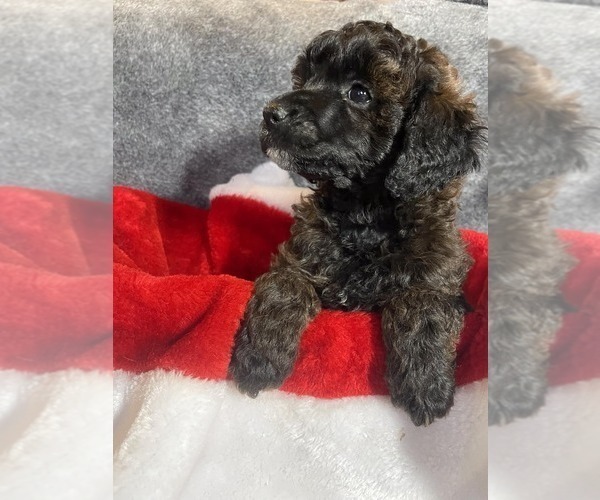 Medium Photo #3 Poodle (Miniature) Puppy For Sale in WALHONDING, OH, USA