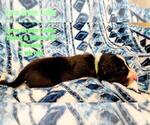 Small Photo #18 Border Collie Puppy For Sale in ELMENDORF, TX, USA