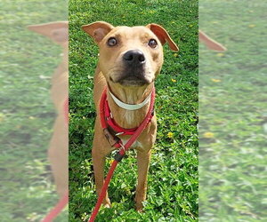 American Staffordshire Terrier Dogs for adoption in Fort Lauderdale, FL, USA