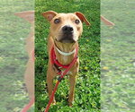 Small American Staffordshire Terrier