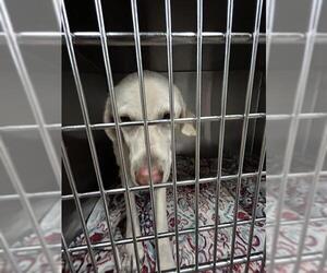 Labrador Retriever-Unknown Mix Dogs for adoption in Waco, TX, USA