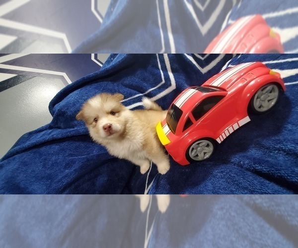 Medium Photo #19 Alaskan Malamute Puppy For Sale in ERIAL, NJ, USA