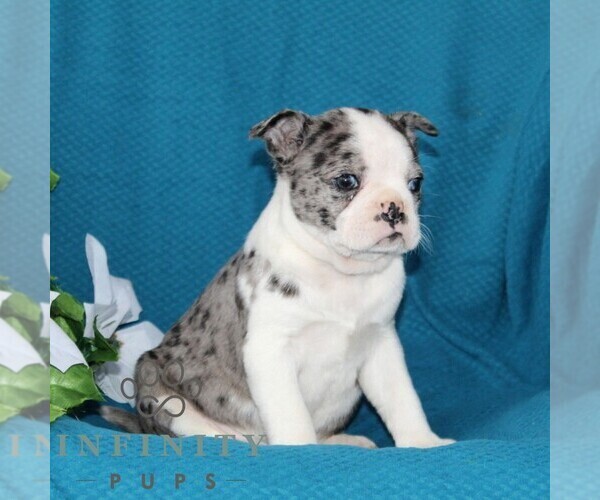Medium Photo #6 Boston Terrier Puppy For Sale in QUARRYVILLE, PA, USA