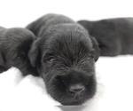 Small Photo #4 Schnauzer (Miniature) Puppy For Sale in FORT LAUDERDALE, FL, USA
