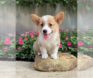 Pembroke Welsh Corgi Puppy for sale in NORWOOD, MO, USA