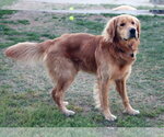 Small #3 Golden Retriever