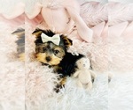 Small #14 Morkie