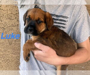 Mutt Dogs for adoption in Goodyear, AZ, USA