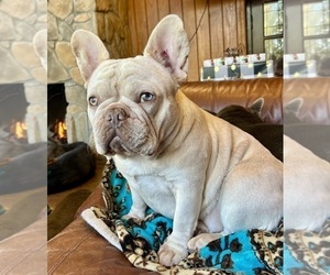 Mother of the French Bulldog puppies born on 06/19/2025