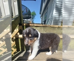 Collie Puppy for sale in PERU, IL, USA