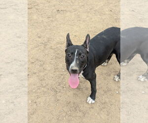 Bull Terrier-Unknown Mix Dogs for adoption in Munford, TN, USA