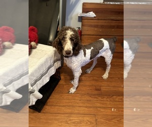 Father of the Goldendoodle-Poodle (Standard) Mix puppies born on 05/12/2025