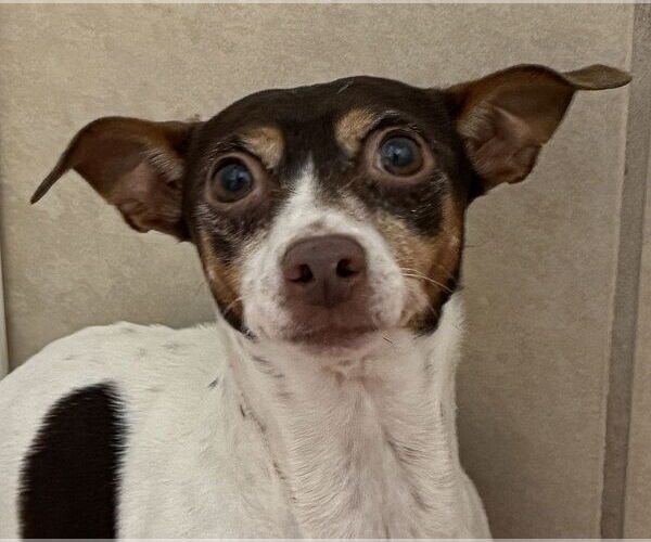 Medium Photo #1 Chihuahua Puppy For Sale in Oakland Park, FL, USA