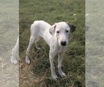 Small #2 Mutt
