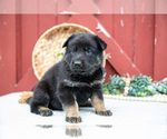 Small Photo #14 German Shepherd Dog Puppy For Sale in PARKESBURG, PA, USA