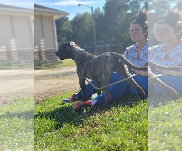 Medium Photo #10 Boxador Puppy For Sale in Orangeburg, SC, USA