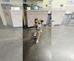 Small #4 Mutt