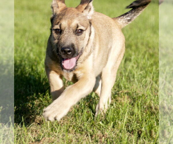 Medium Photo #3 Mutt Puppy For Sale in Brooklyn Center, MN, USA