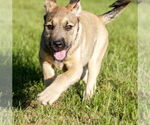 Small #2 Mutt