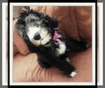 Small Photo #28 Sheepadoodle Puppy For Sale in RIALTO, CA, USA
