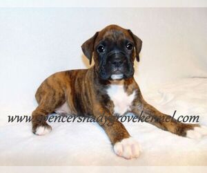 Boxer Puppy for sale in CABOOL, MO, USA