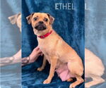 Small #3 Pug Mix